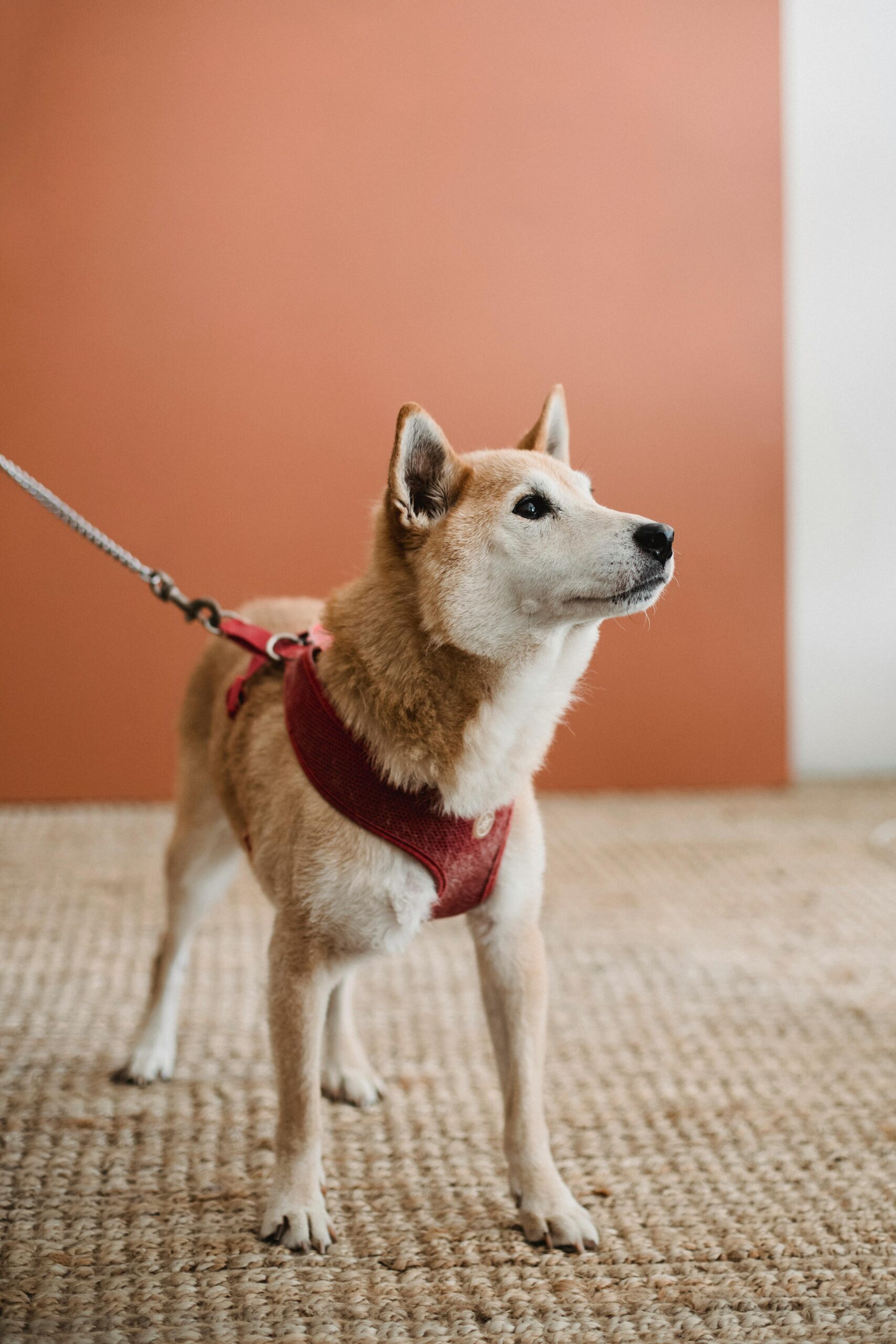 Dog Insurance